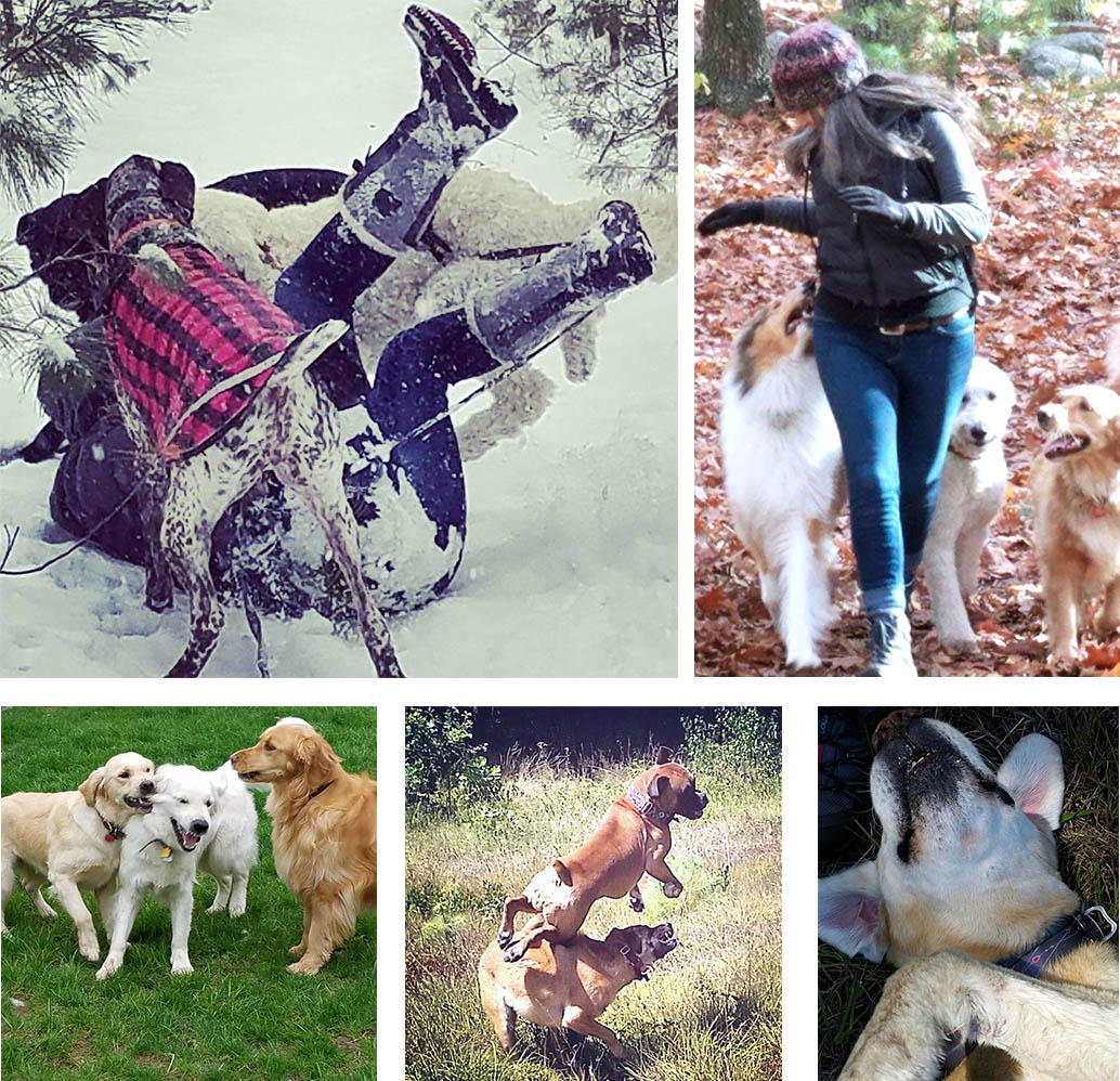 playing in the snow with dogs, dog run in woods, trail run for dog, socializing dog, fun for dog, dog walker